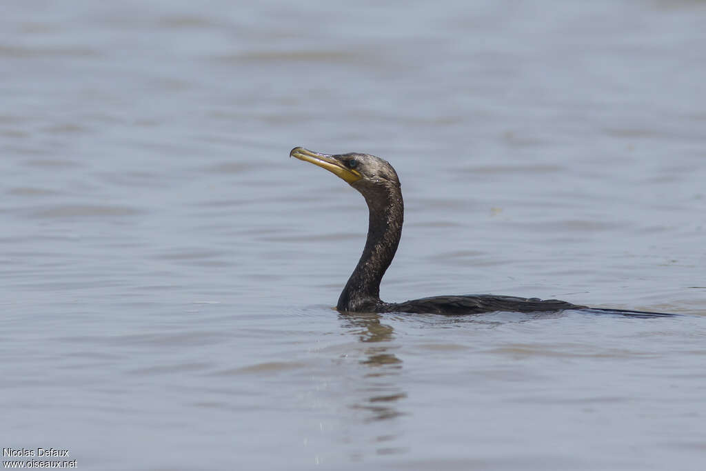 Neotropic Cormorantimmature, swimming, fishing/hunting, Behaviour