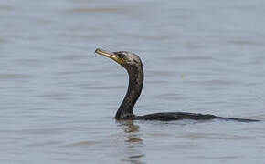 Neotropic Cormorant