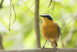 White-browed Robin-Chat