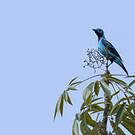 Cotinga de Cayenne