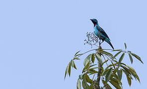 Spangled Cotinga