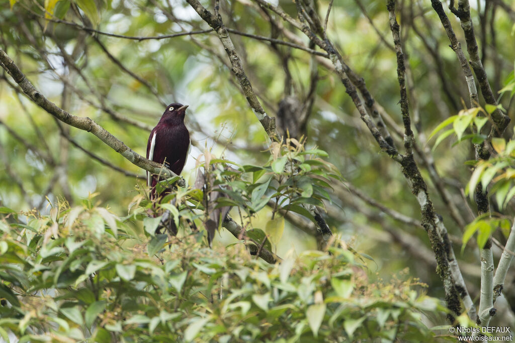 Pompadour Cotinga male