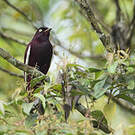 Cotinga pompadour