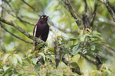 Cotinga pompadour