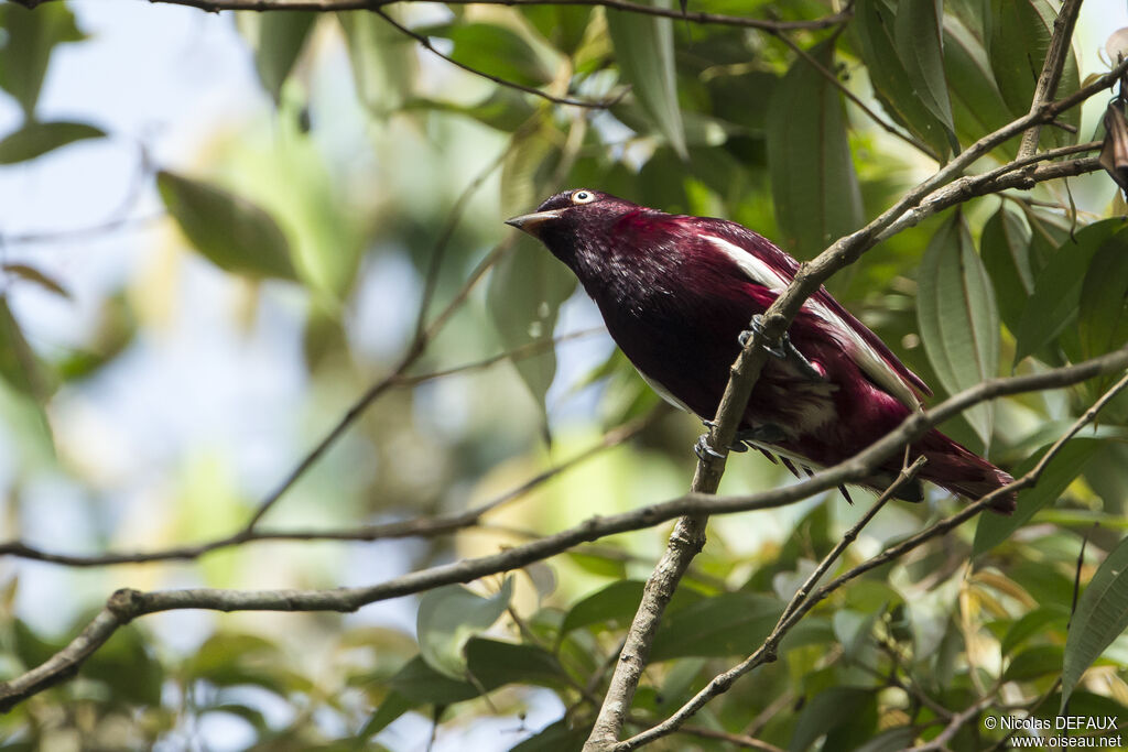 Pompadour Cotinga male adult