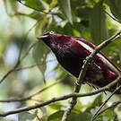Cotinga pompadour