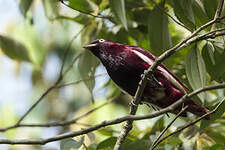 Cotinga pompadour