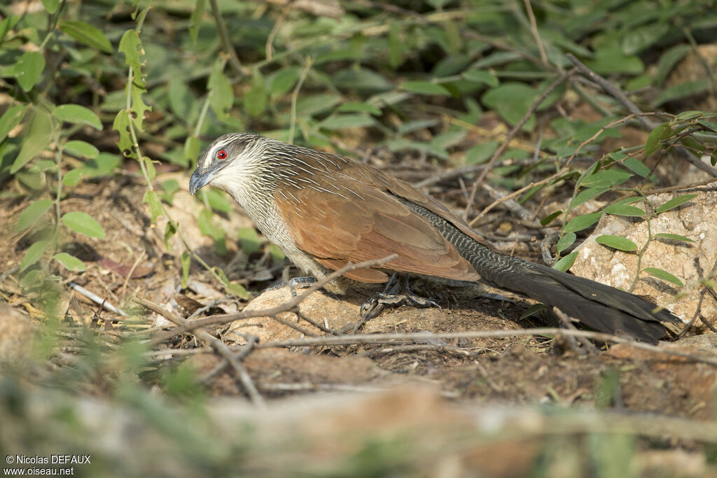 Coucal à sourcils blancsadulte, portrait, mange