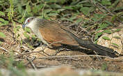 Coucal à sourcils blancs