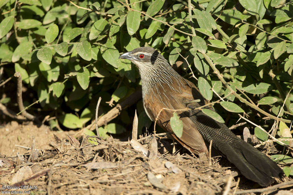 Coucal à sourcils blancsadulte, portrait, mange