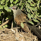 Coucal à sourcils blancs