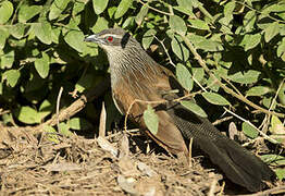 White-browed Coucal