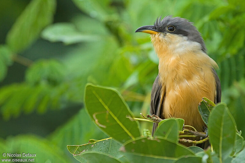 Mangrove Cuckoo, identification