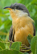 Mangrove Cuckoo