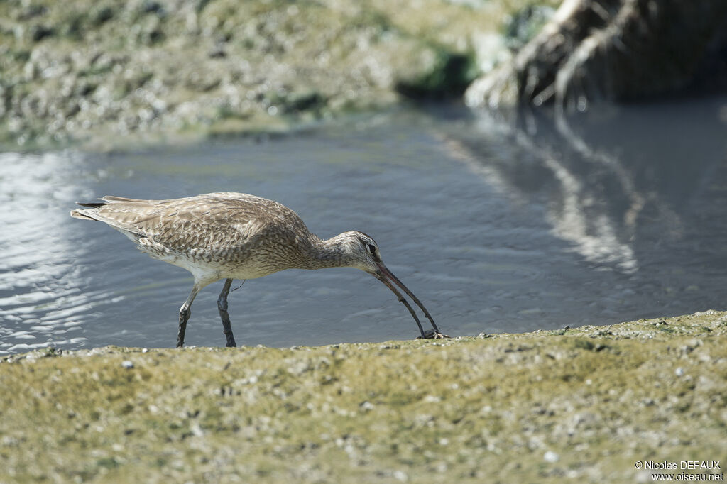 Hudsonian Whimbrel