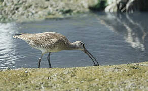 Hudsonian Whimbrel