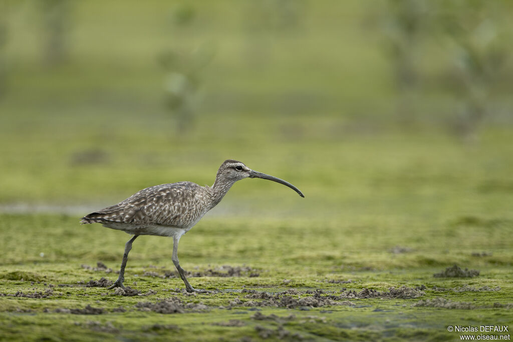 Hudsonian Whimbrel, close-up portrait, walking