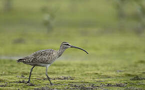 Hudsonian Whimbrel