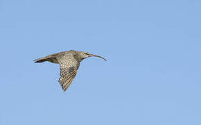 Hudsonian Whimbrel