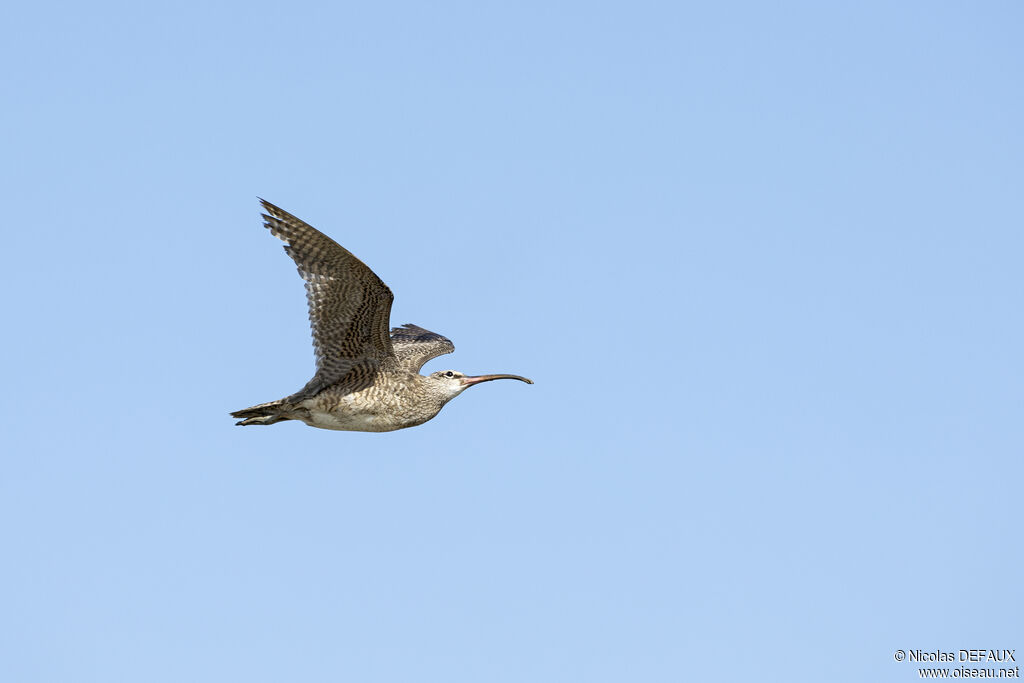 Hudsonian Whimbrel, Flight