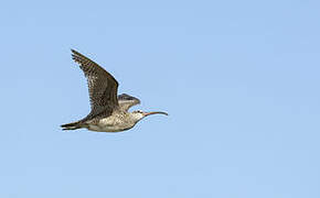 Hudsonian Whimbrel