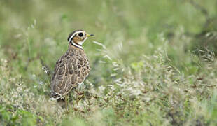 Three-banded Courser