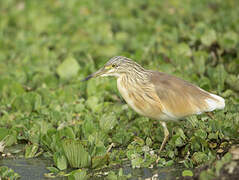 Squacco Heron