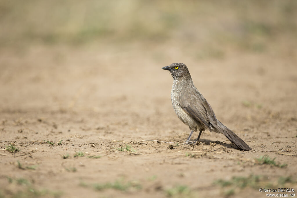 Arrow-marked Babbler