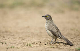 Arrow-marked Babbler