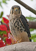 American Kestrel