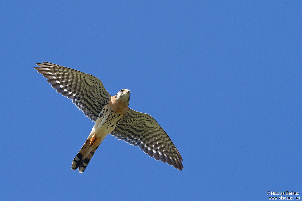 American Kestrel, Flight