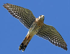 American Kestrel