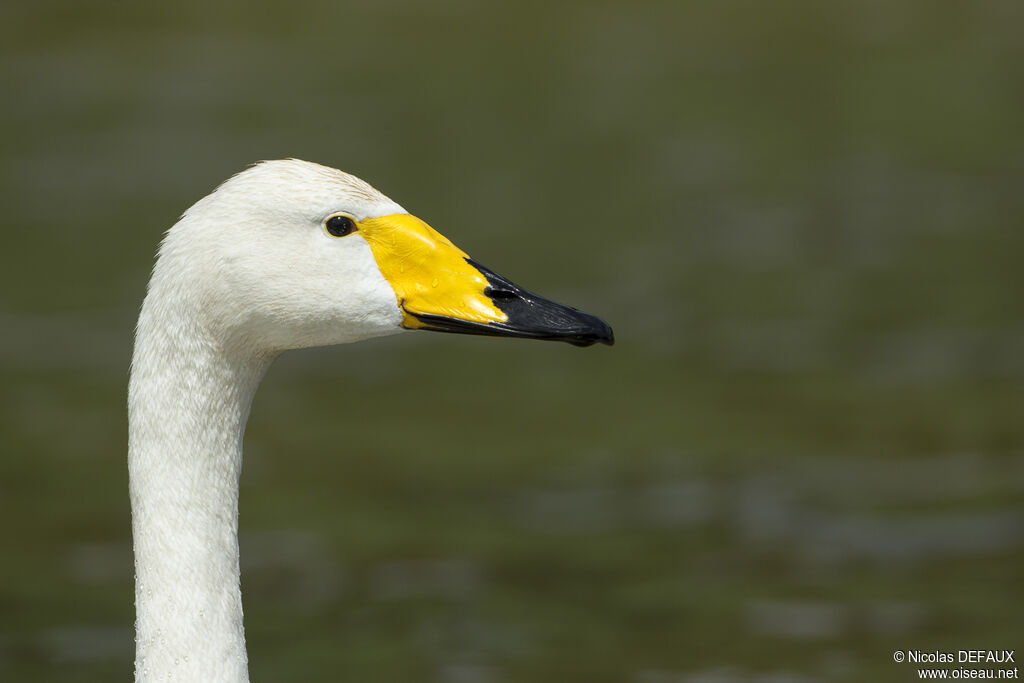 Whooper Swan