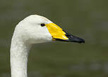 Cygne chanteur