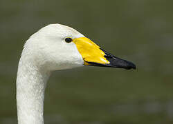 Whooper Swan