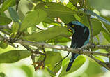 Dacnis à coiffe bleue