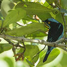 Dacnis à coiffe bleue