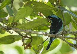 Black-faced Dacnis