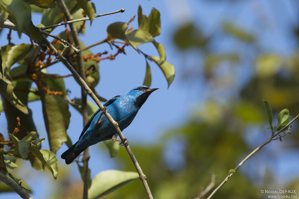 Blue Dacnisadult