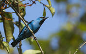 Dacnis bleu