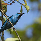 Dacnis bleu