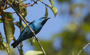 Blue Dacnis