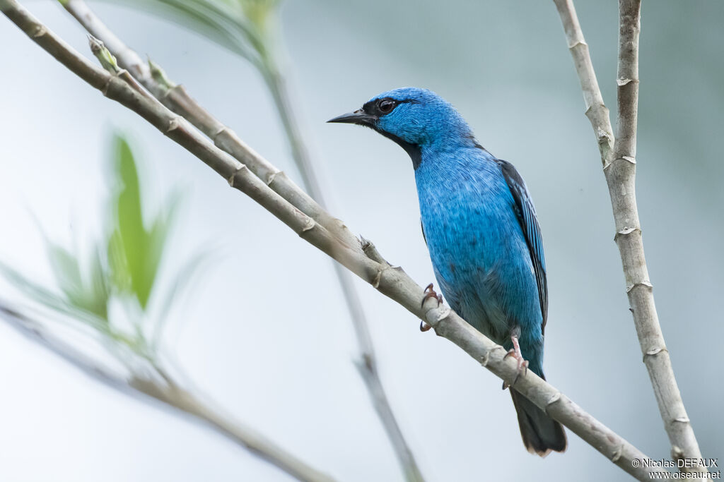 Dacnis bleu mâle adulte