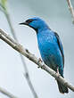 Dacnis bleu