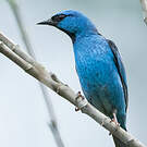 Dacnis bleu