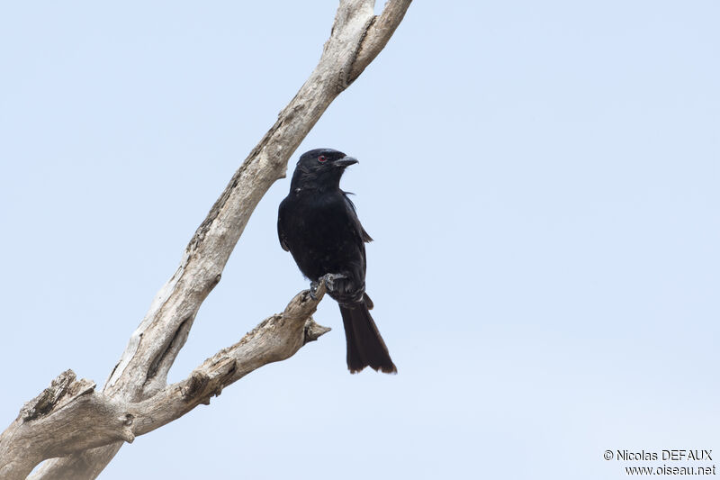 Fork-tailed Drongo, close-up portrait