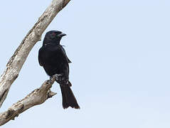 Fork-tailed Drongo