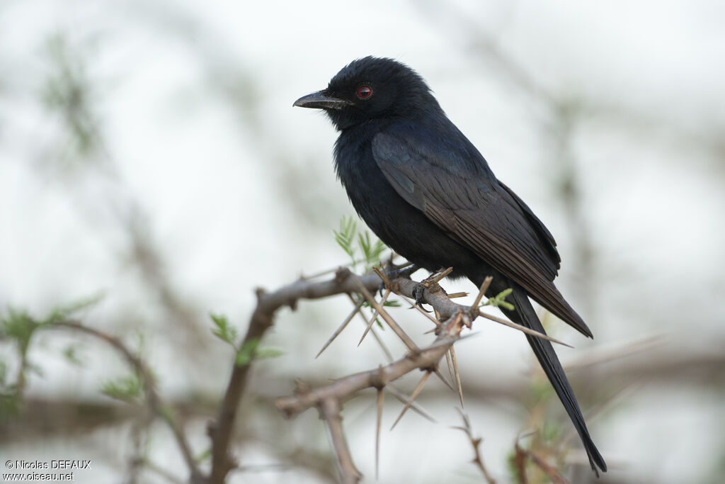 Drongo brillant, portrait