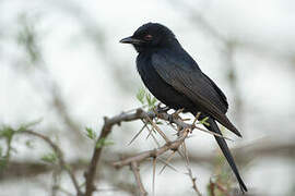 Fork-tailed Drongo