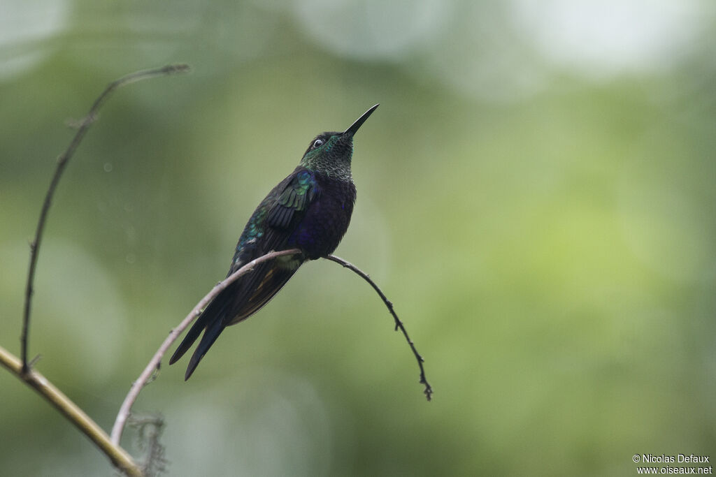 Fork-tailed Woodnymph male